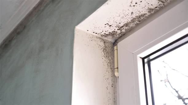 Best Biohazard Mold Removal  in West Columbia, SC