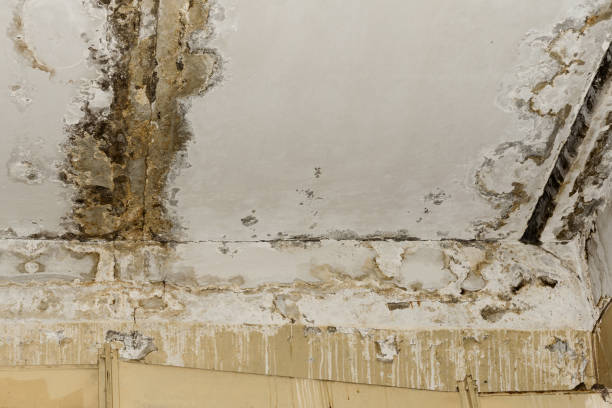 Best Flood Damage  in West Columbia, SC