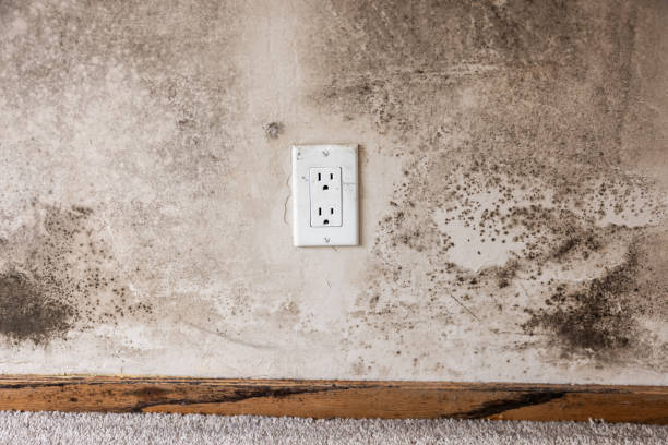 Best Indoor Air Quality Assessment  in West Columbia, SC