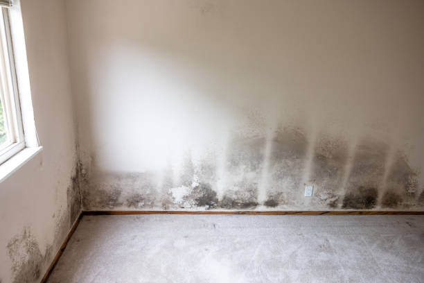 Best Mold Odor Removal Services  in West Columbia, SC