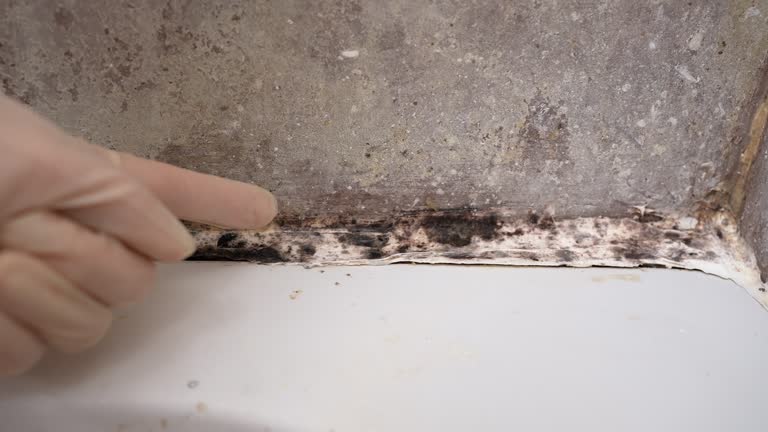 Professional Mold Removal in West Columbia, SC