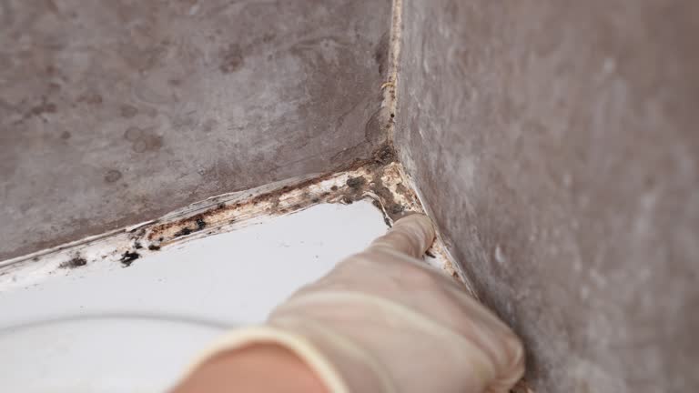 Best Mold Remediation for Healthcare Facilities  in West Columbia, SC