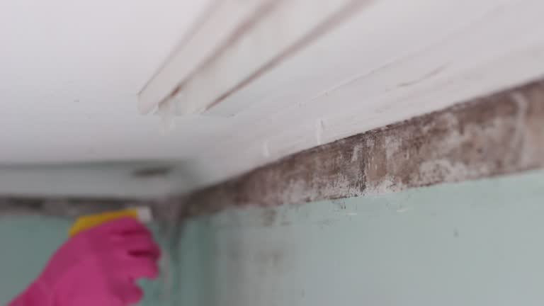 Best Commercial Mold Inspection  in West Columbia, SC